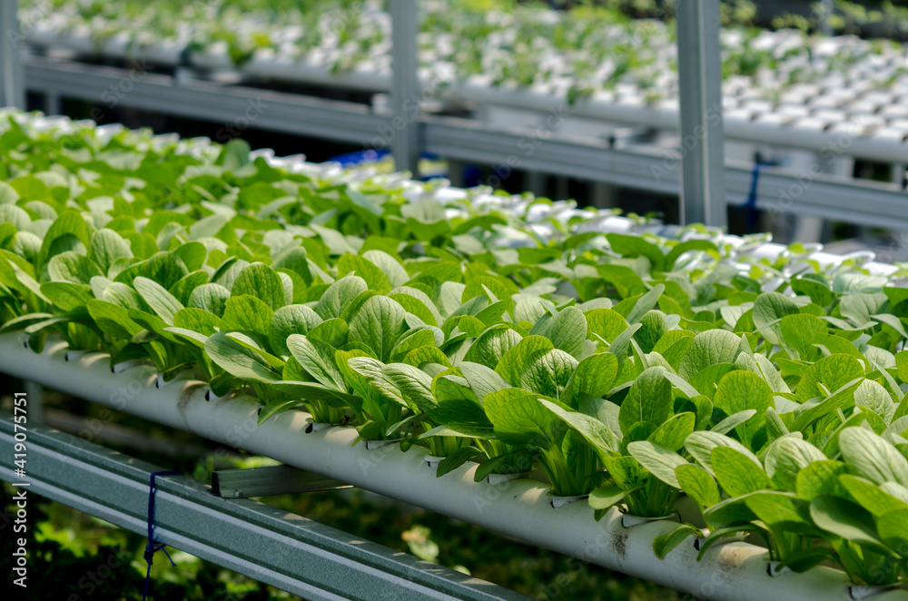 hydroponic farming hydroponic farming