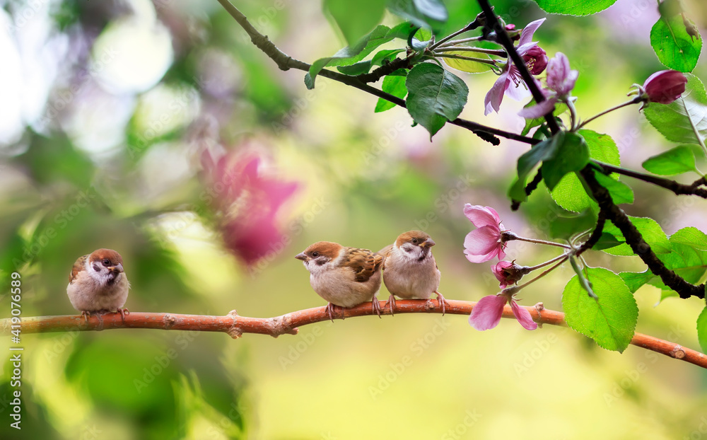 funny birds and chicks sparrows sit on a branch in a sunny blooming garden funny birds and chicks sparrows sit on a branch in a sunny blooming garden