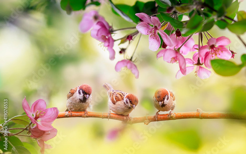 funny birds and chicks sparrows sit on a branch in a sunny blooming garden wi...