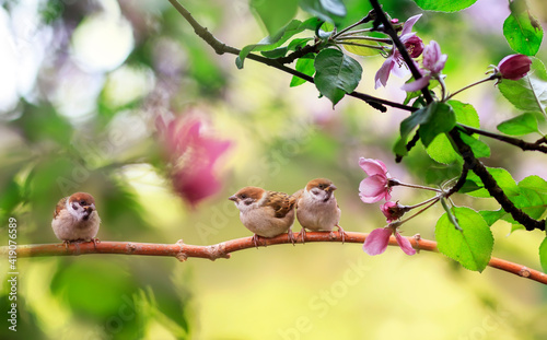 funny birds and chicks sparrows sit on a branch in a sunny blooming garden