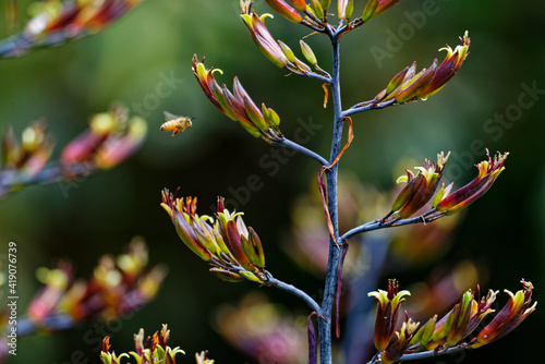 New Zealand flax plant flowers provide nectar and pollen for busy honey bees