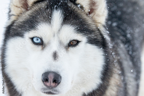 Portrait of a Siberian husky, friendship forever. Pet. Husky © areporter