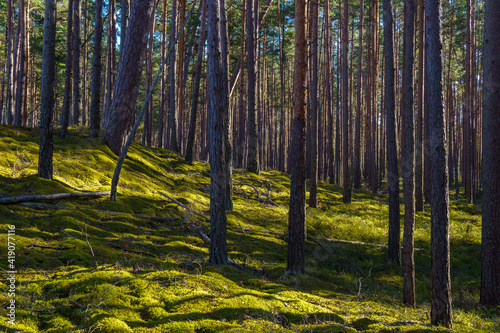 Fototapeta Naklejka Na Ścianę i Meble -  .sunlit green pine forest
