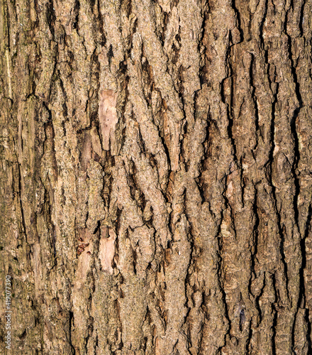 close up Bark texture of tree elm brown color