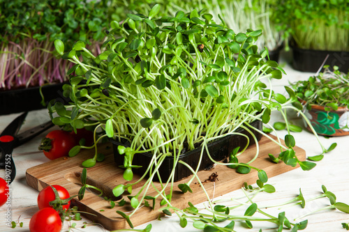 Growing sprouted seeds, microgreens. Healthy lifestyle. Green sprouts in a block of soil.