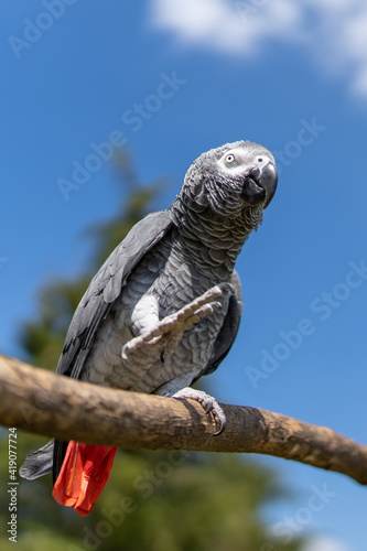Grey parrot (Psittacus erithacus) Congo African grey parrot