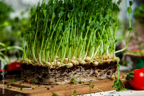 Growing sprouted seeds  microgreens. Healthy lifestyle. Green sprouts in a block of soil.