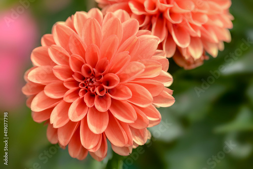 orange dahlia flowers in garden