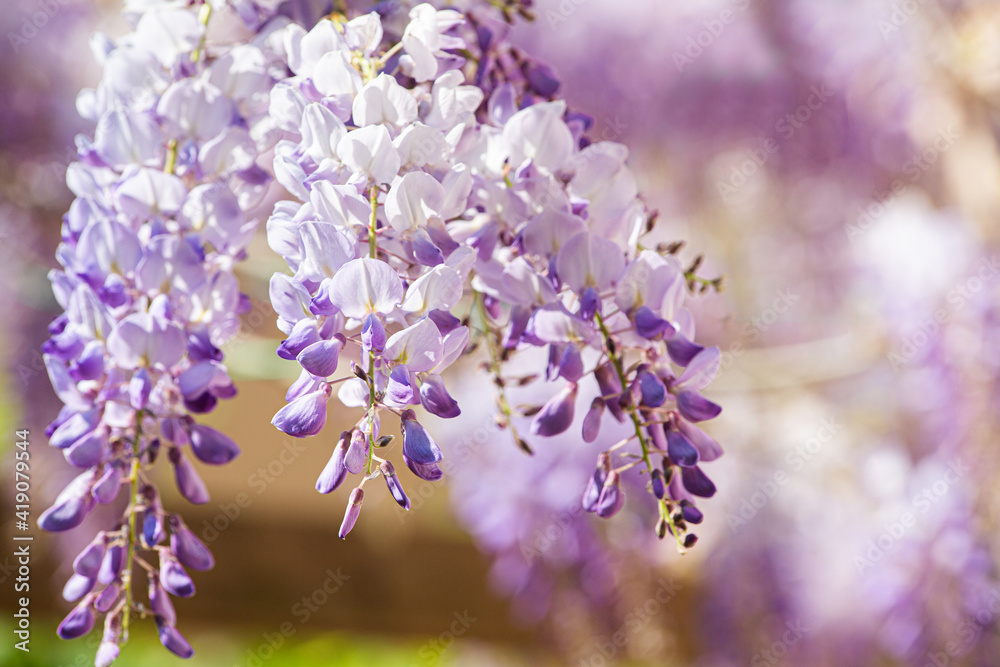 Close up of wisteria flowers and blurry light background Close up of wisteria flowers and blurry light background