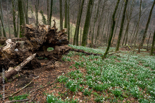 death tree surrounded by a field of wildgrowing spring snowflakes (german Märzenbecher, lat. Leucojum vernum) in Switzerland