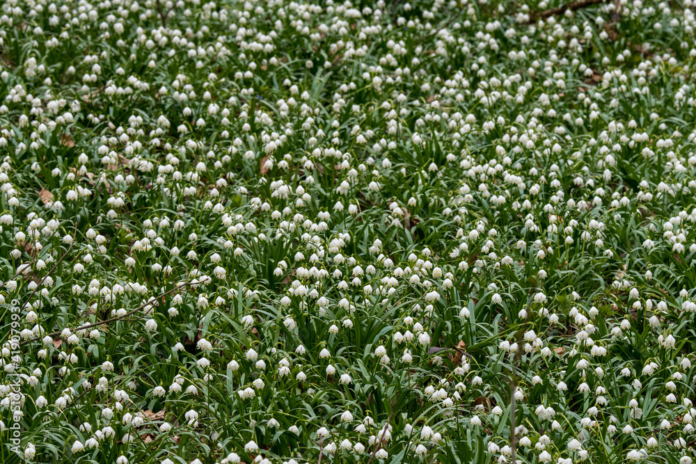 spring snowflakes in a forest (german Märzenbecher, lat. Leucojum vernum) in Switzerland