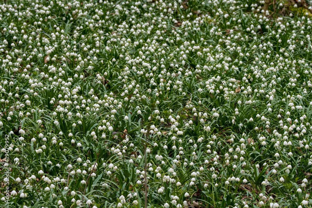 spring snowflakes in a forest (german Märzenbecher, lat. Leucojum vernum) in Switzerland spring snowflakes in a forest (german Märzenbecher, lat. Leucojum vernum) in Switzerland