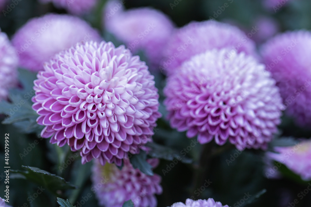 Pompom chrysanthemums flower in the garden at sunny summer or spring day Pompom chrysanthemums flower in the garden at sunny summer or spring day