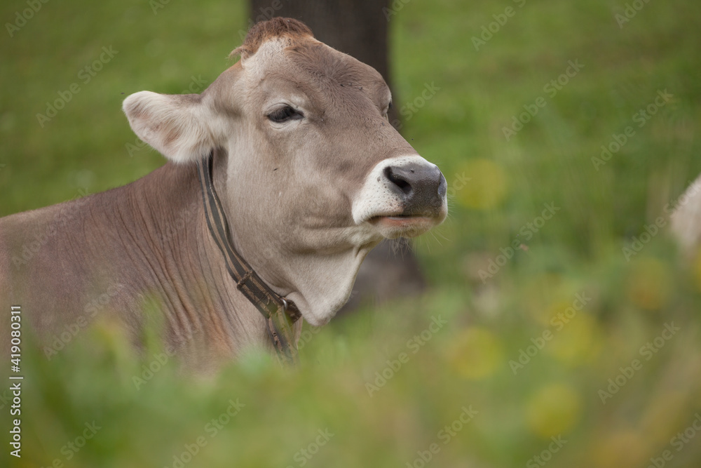 A brown alpine cow in a green pasture in Dolomites area A brown alpine cow in a green pasture in Dolomites area