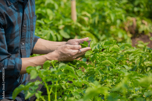 Business man a farmer's watching the potato plant photos of potato leaves on the Harvest season