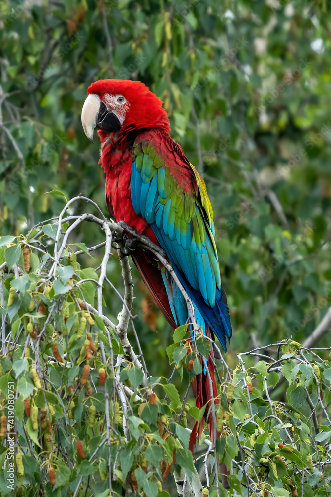 Obraz premium Red parrot in green vegetation. Scarlet Macaw, Ara macao, in dark green tropical forest, Costa Rica, Wildlife scene from nature. Red bird in the forest.