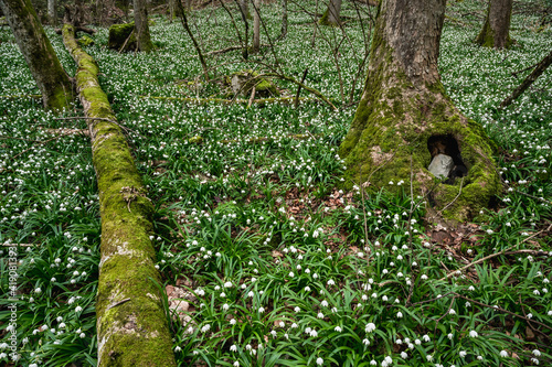 moos covered death tree surrounded by a field of wildgrowing spring snowflakes (german Märzenbecher, lat. Leucojum vernum) in Switzerland photo