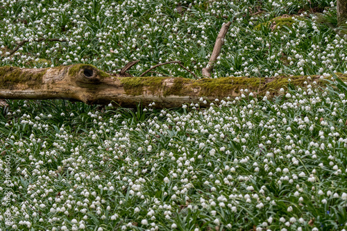 moos covered death tree surrounded by a field of wildgrowing spring snowflakes (german Märzenbecher, lat. Leucojum vernum) in Switzerland photo