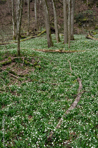 tree surrounded by a field of wildgrowing spring snowflakes (german Märzenbecher, lat. Leucojum vernum) in Switzerland photo