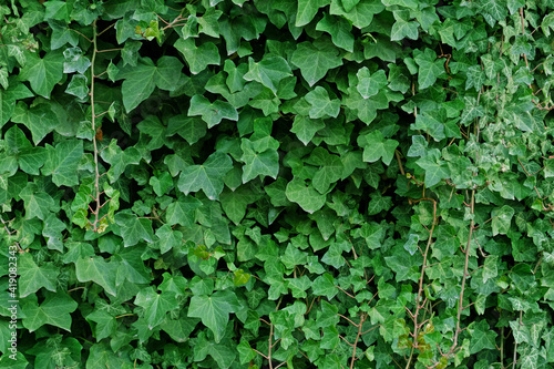 Green ivy leaves on the wall. Textured background of leaves. Green plant wall texture for backdrop design and eco wall and die-cut for artwork. A lot of leaves.