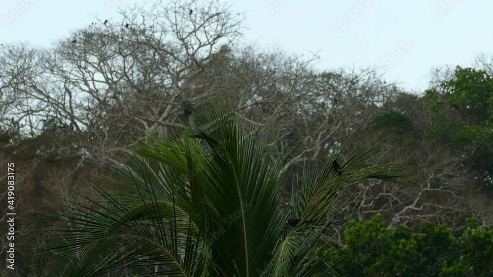 Majestic black birds perched on palm branch inside large forest Majestic black birds perched on palm branch inside large forest