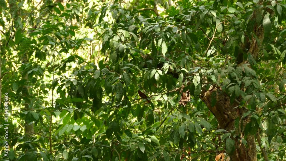 Bird sitting on branch inside thick green forest on sunny day.