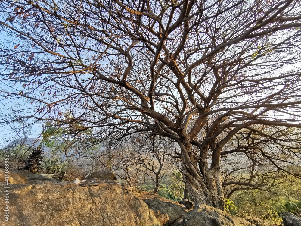 Prosopis cineraria, also known as ‘Ghaf, is a species of flowering tree in the pea family, Fabaceae. Prosopis cineraria, also known as ‘Ghaf, is a species of flowering tree in the pea family, Fabaceae.