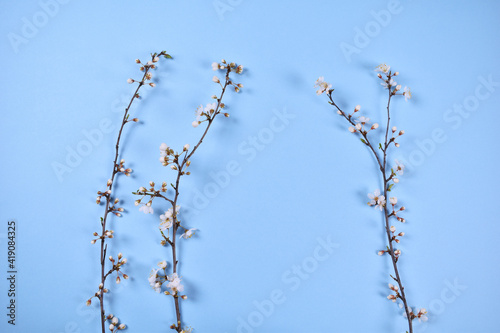 Wonderful spring cherry blossom on blue background