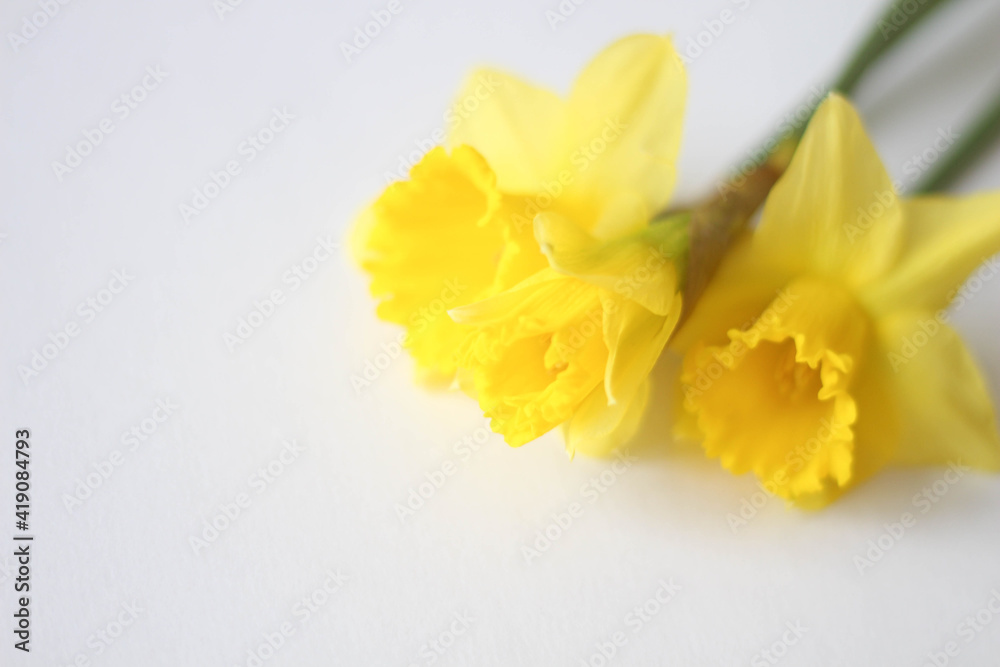 Fototapeta premium Yellow daffodils on a white background. Spring in the Air. March. April. Gift design cards idea