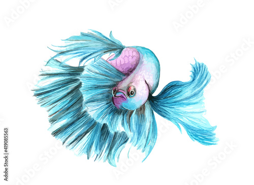 Hand drawn watercolor colorful illustration of blue and violet betta fish isolated on white background.