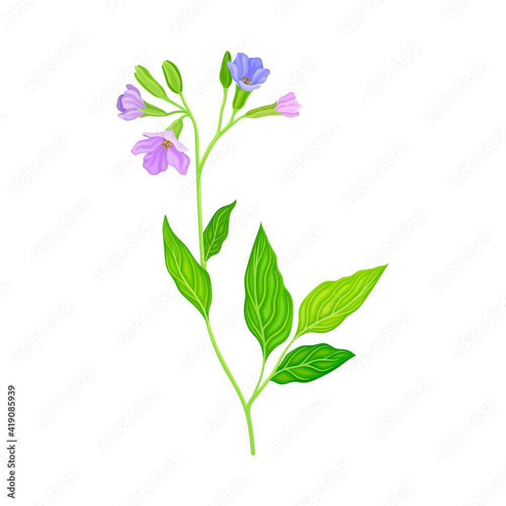 Violet Florets of Lungwort or Pulmonaria Flowering Plant Vector Illustration Violet Florets of Lungwort or Pulmonaria Flowering Plant Vector Illustration
