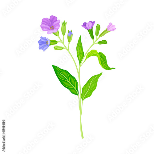 Blooming Violet Flowers of Lungwort Plant Growing on Green Stem with Pointed Leaves Vector Illustration