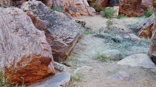 SLOW MOTION: Black-footed rock wallaby standing along the walking track into Simpsons Gap, West MacDonnell Ranges National Park, Northern Territory, Central Australia. Australian outback wildlife. photo