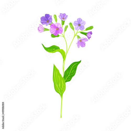 Blooming Violet Flowers of Lungwort Plant Growing on Green Stem with Pointed Leaves Vector Illustration