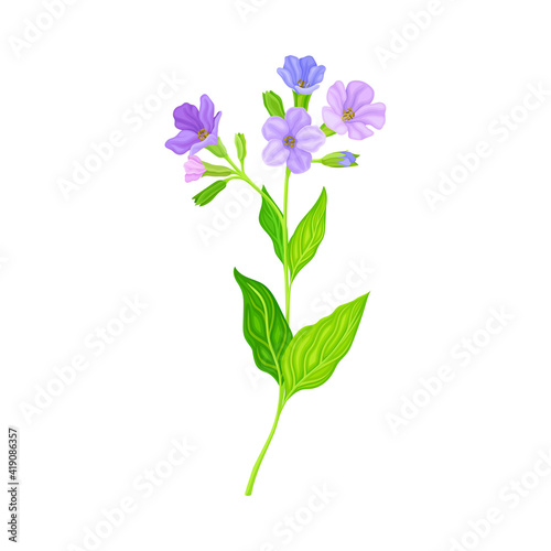 Blooming Violet Flowers of Lungwort Plant Growing on Green Stem with Pointed Leaves Vector Illustration