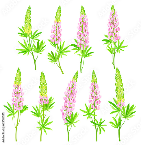 Lupin or Lupine Flowering Plant with Palmately Green Leaves and Dense Flower Whorl Vector Set