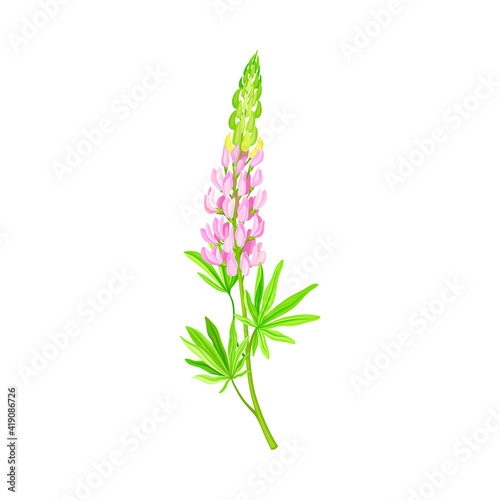 Fototapeta Naklejka Na Ścianę i Meble -  Lupin or Lupine Flowering Plant with Palmately Green Leaves and Lilac Dense Flower Whorl Vector Illustration