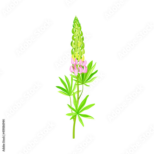 Blossom of Lupin or Lupine Flowering Plant with Palmately Green Leaves and Dense Flower Whorl Vector Illustration