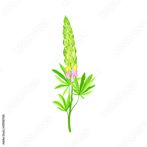 Blossom of Lupin or Lupine Flowering Plant with Palmately Green Leaves and Dense Flower Whorl Vector Illustration