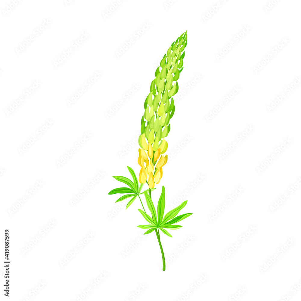 Blossom of Lupin or Lupine Flowering Plant with Palmately Green Leaves and Dense Flower Whorl Vector Illustration Blossom of Lupin or Lupine Flowering Plant with Palmately Green Leaves and Dense Flower Whorl Vector Illustration