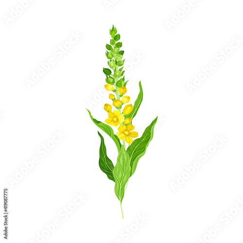 Mullein with Dense Rosette of Leaves and Tall Flowering Stem Vector Illustration