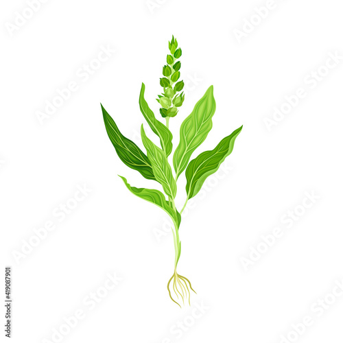 Mullein with Roots and Dense Rosette of Leaves Vector Illustration