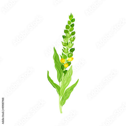 Mullein with Dense Rosette of Leaves and Tall Flowering Stem Vector Illustration