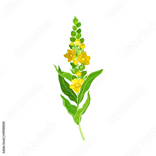 Mullein Plant with Yellow Blooming Florets and Dense Rosette of Leaves Vector Illustration