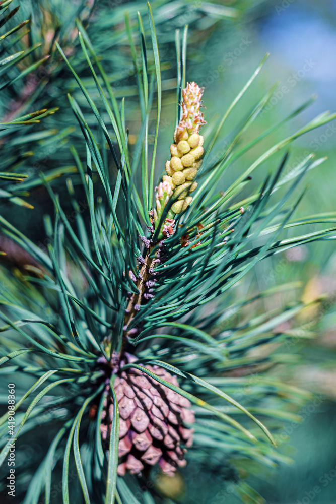 Close-up of original two-tone pine needles of Japanese pine Pinus parviflora Glauca with pine male cones. Macro of green and silvery needles with water drops. Nature concept for spring design Close-up of original two-tone pine needles of Japanese pine Pinus parviflora Glauca with pine male cones. Macro of green and silvery needles with water drops. Nature concept for spring design
