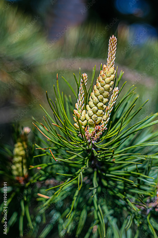 Close-up of original two-tone pine needles of Japanese pine Pinus parviflora Glauca with pine male cones. Macro of green and silvery needles with water drops. Nature concept for spring design Close-up of original two-tone pine needles of Japanese pine Pinus parviflora Glauca with pine male cones. Macro of green and silvery needles with water drops. Nature concept for spring design