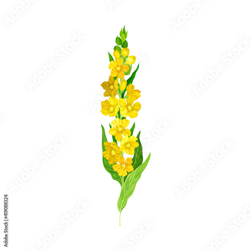 Mullein Plant with Yellow Blooming Florets and Dense Rosette of Leaves Vector Illustration
