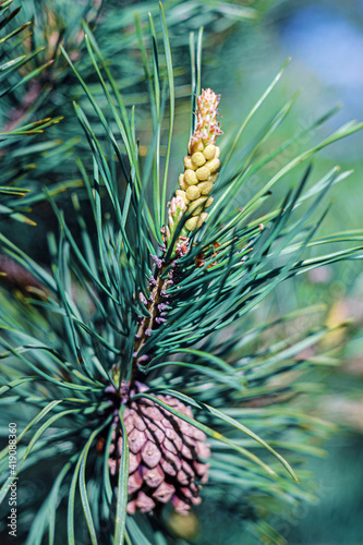 Close-up of original two-tone pine needles of Japanese pine Pinus parviflora Glauca with pine male cones. Macro of green and silvery needles with water drops. Nature concept for spring design