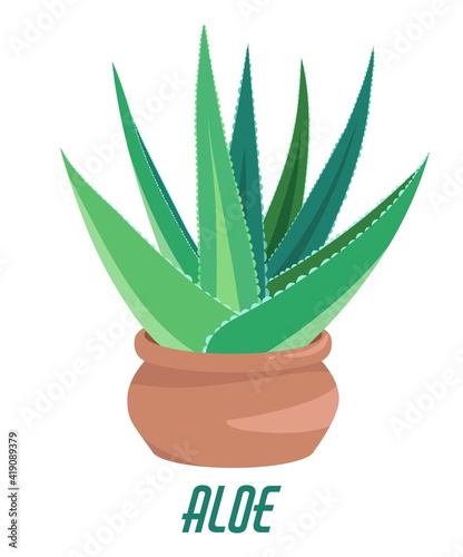 Home garden. Aloe vera. Succulent. Cute  house plants. Nature. Isolated cartoon illustration