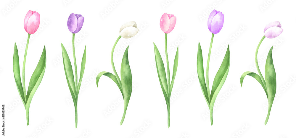 Obraz premium Watercolor Tulips Set